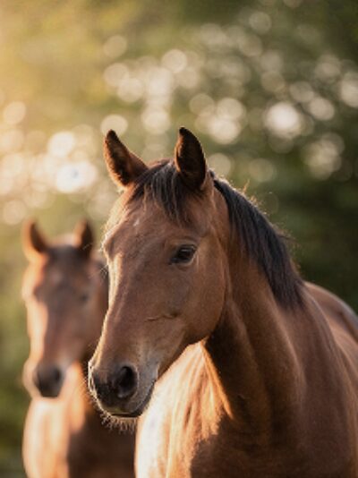 KATOOS paarden 1